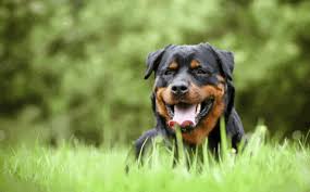 Chiens de catégorie