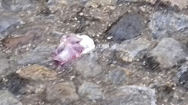 Déchets déversés en rivière